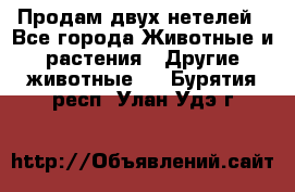 Продам двух нетелей - Все города Животные и растения » Другие животные   . Бурятия респ.,Улан-Удэ г.